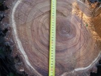 Спил дерева диаметром более 40 см