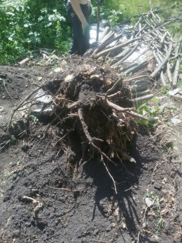 Корчевание деревьев со сложной корневой системой