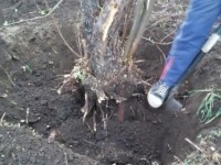 Корчевание дерева вручную лопатой